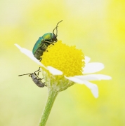 Strophosoma capitatum, ...
