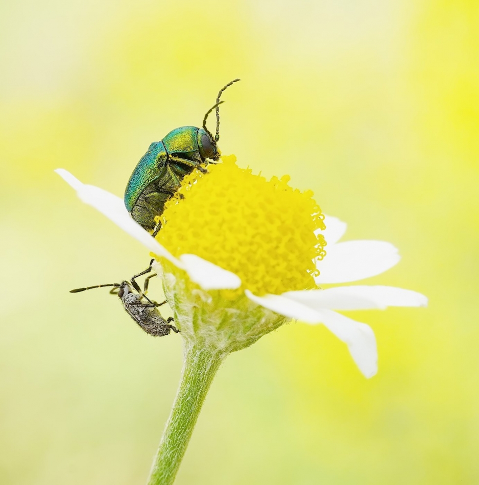 keni - Strophosoma capitatum, chrysolina fastuosa. PE proszę. Zdjęcie 333053