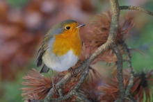 Robin w śliniaku