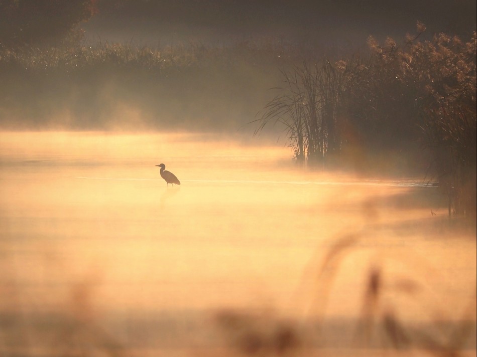 Polowanie. . Zdjęcie 338522