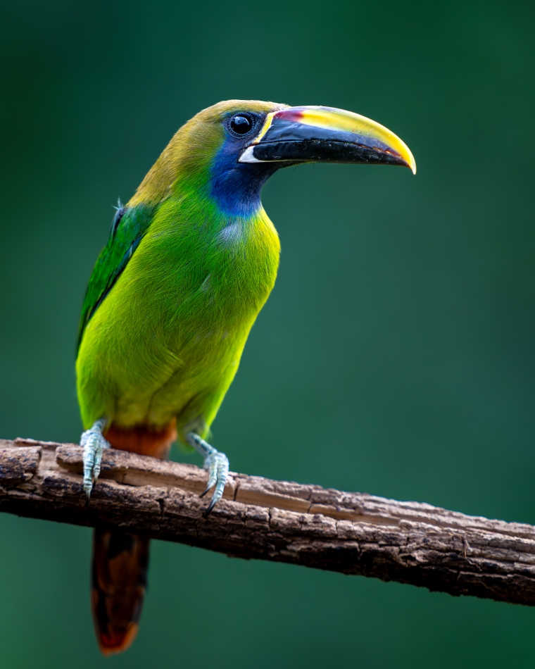 Lilen - Pieprzojad szmaragdowy. Kostaryka obfituje w różnobarwne gatunki ptaków jednak szczególną uwagę przyciągają przedstawiciele rodziny tukanowatych. Ptaki te oprócz kolorowego upierzenia wyróżniają się ogromnym dziobem.. Zdjęcie 324211