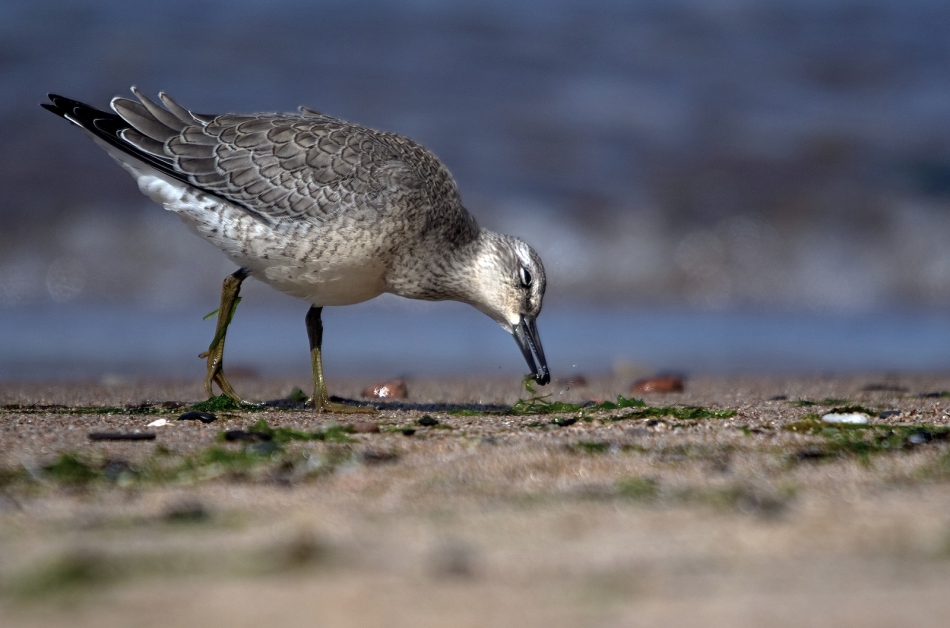 roman53 - Biegus rdzawy. . Zdjęcie 314397