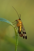 Wojsiłka