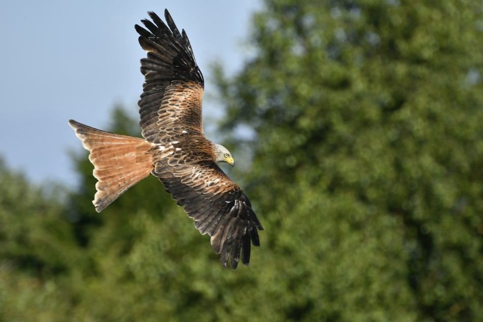 moramiko - Pióropusz . Kania Ruda w locie . Zdjęcie 325296