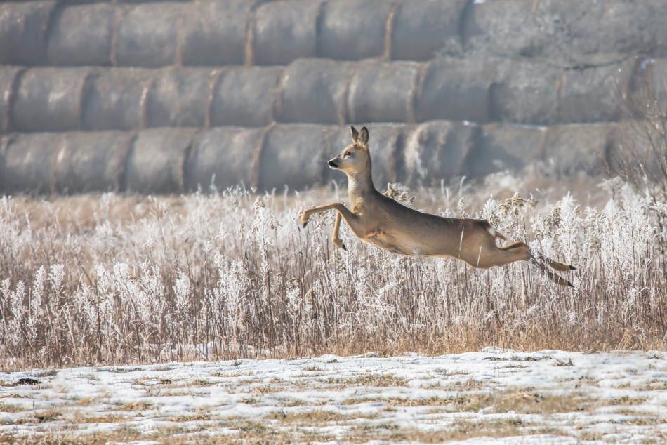 Skok. . Zdjęcie 339873