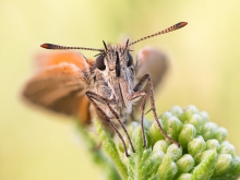 Thymelicus sylvestris