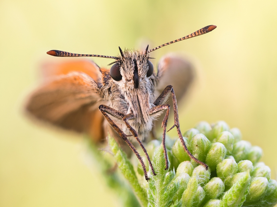 prajzner - Thymelicus sylvestris. . Zdjęcie 246092