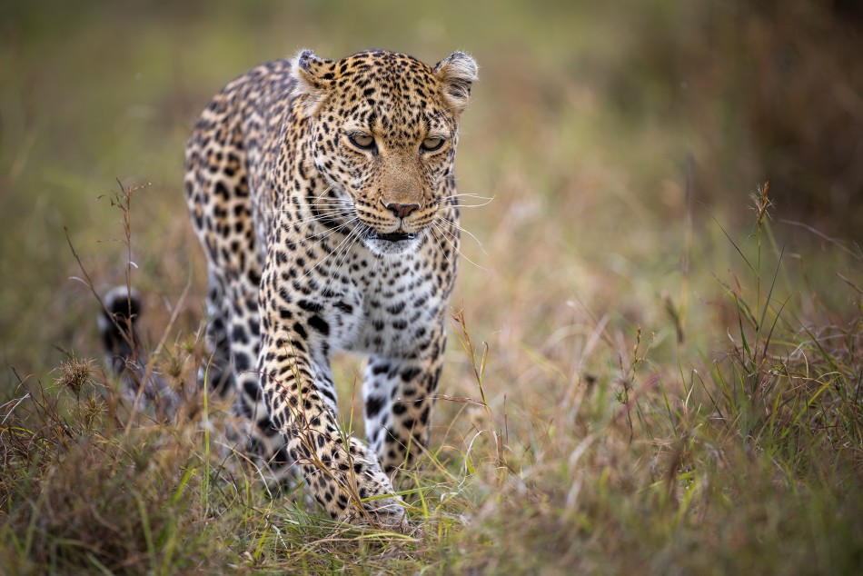 Luluka. . Zdjęcie 338030