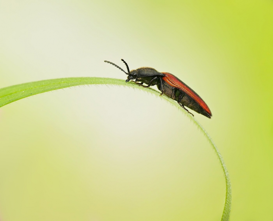 keni - Hemicrepidius niger. . Zdjęcie 324125