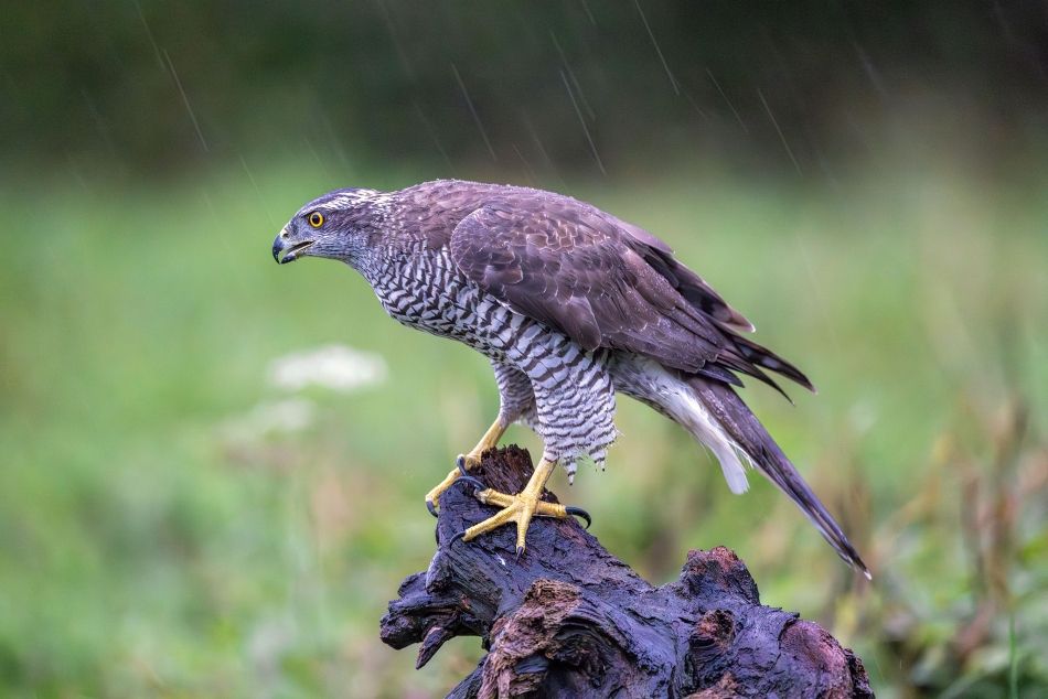 rybo_lub - Deszczowy Jastrząb. . Zdjęcie 326962