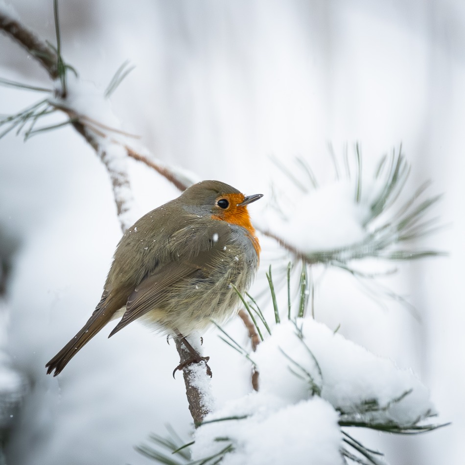 rudzik. . Zdjęcie 338383