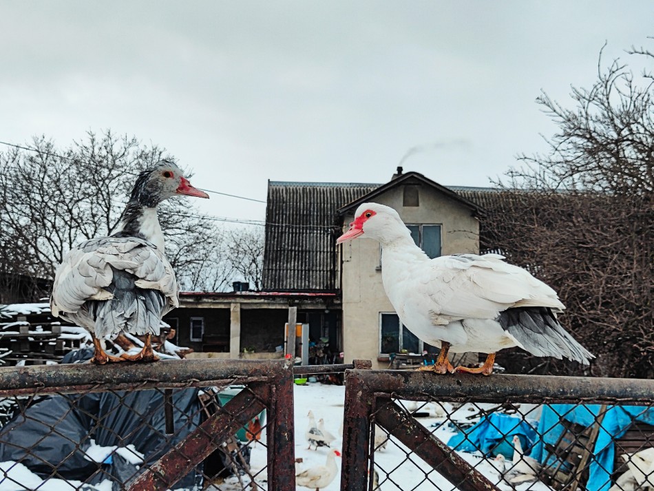 kacze pogaduchy. . Zdjęcie 338489