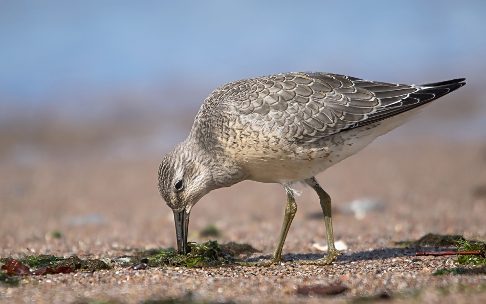 roman53 - Biegus rdzawy. . Zdjęcie 306049