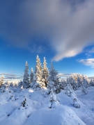 A Winter Morning