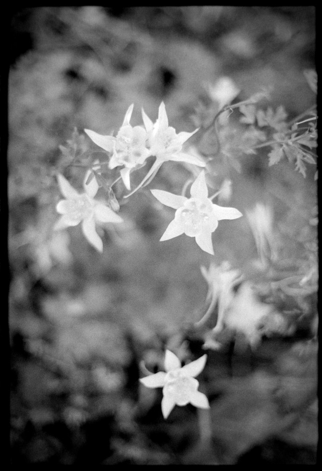 ---. Ilford HP5+, mały obrazek. canon, wywołanie Rodinal stand. Zdjęcie 337995