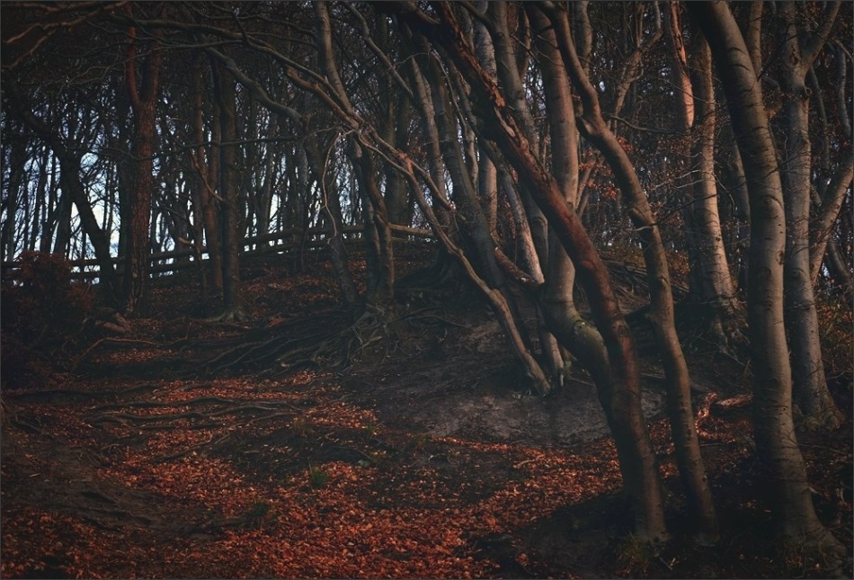 Fangorn. . Zdjęcie 337404