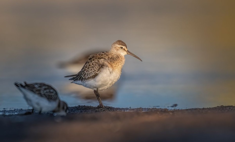 Biegus krzywodzioby. . Zdjęcie 339794