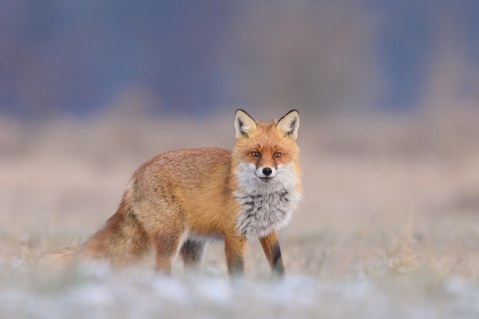 raftik - Lis, Fox (Vulpes vulpes) .... . Zdjęcie 236377