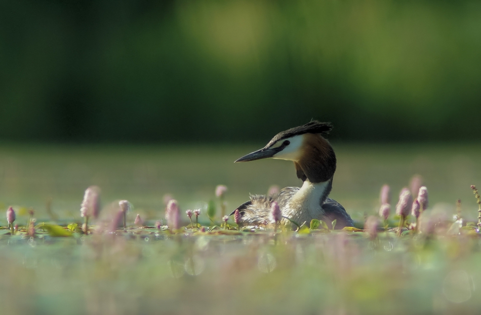 amigamedia - Nawodniak. Perkoz dwuczuby (Podiceps cristatus). Zdjęcie 245904