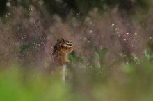 Malowniczy świat Chipmunka