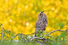 Uszatka, Long-eared Owl...