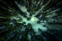 Into The Trees ...