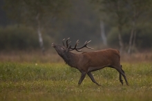 zmyłka