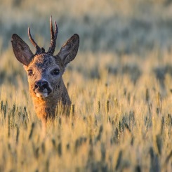 W pierwszych promieniach słońca