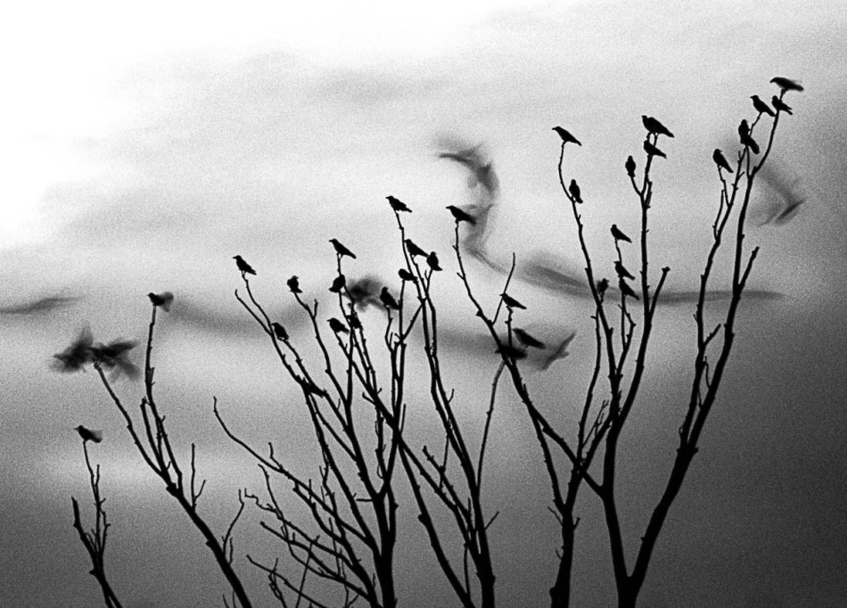 Brak tytułu. -. Zdjęcie 337567