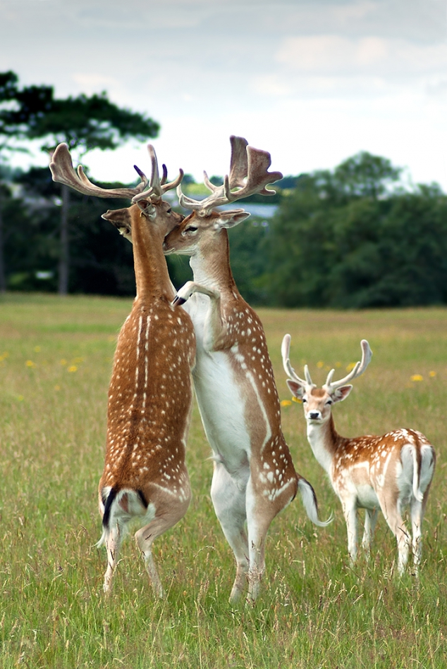 roman53 - . . Zdjęcie 283972