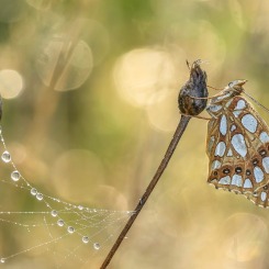 Śtrażniczka klejnotów