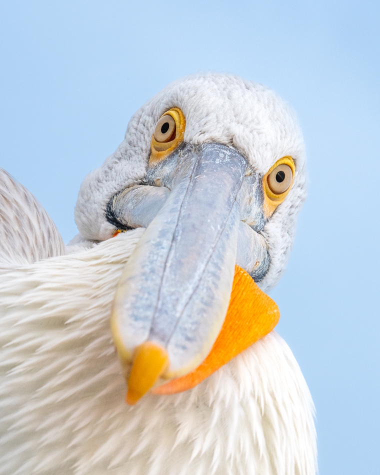 Lilen - Nie taki głupi jak się wydaje ;). Choć na pierwszy rzut oka pelikan może nie wydawać się zbyt inteligentny to taka opinia byłaby dla jego gatunku krzywdzącą. Co prawda ustępują inteligencją krukom czy papugom ale pewne ich zdolności sugerują