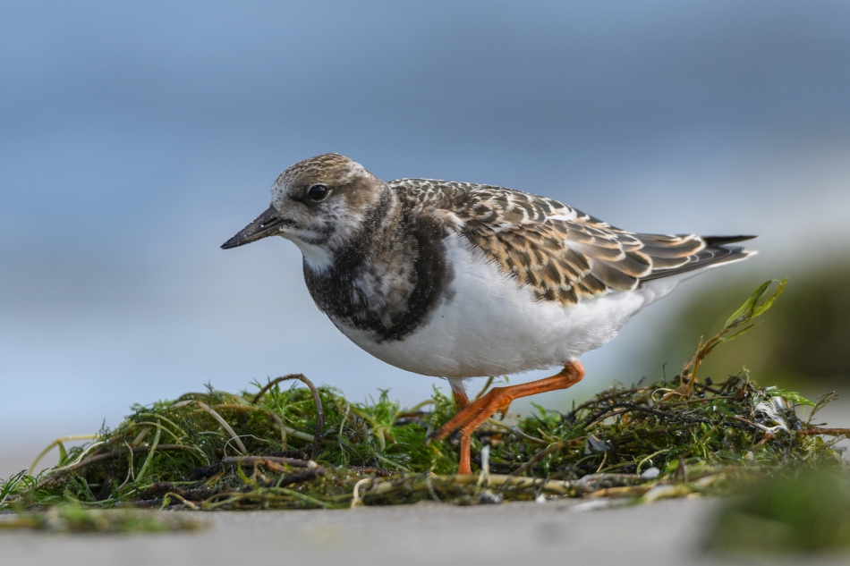 tomeq67 - Kamusznik.. . Zdjęcie 295022