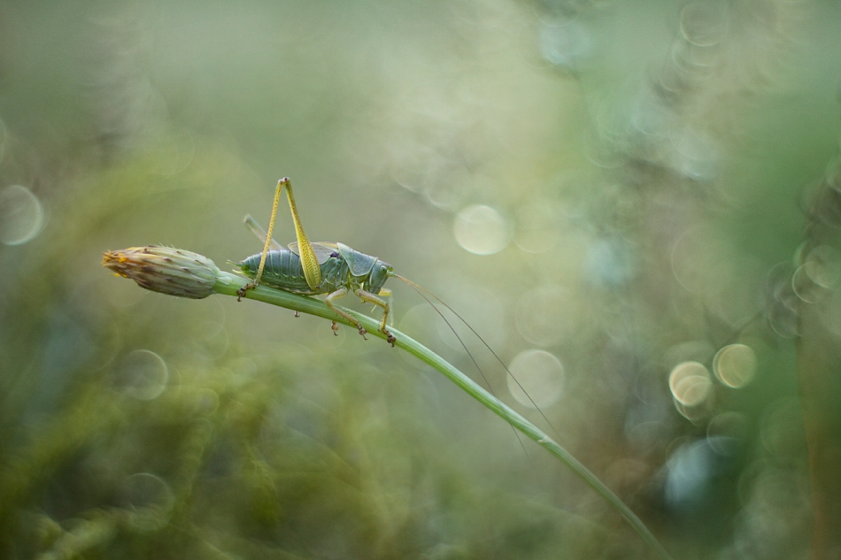 agnez - Zielono mi . Jest PE. Zdjęcie 159128