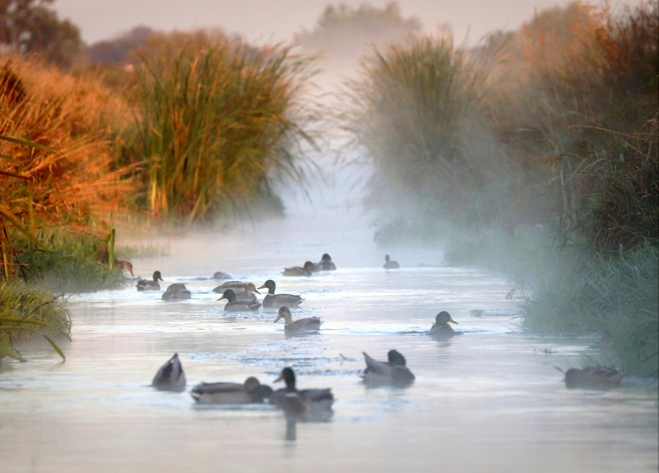 Jesienna kąpiel. . Zdjęcie 337734