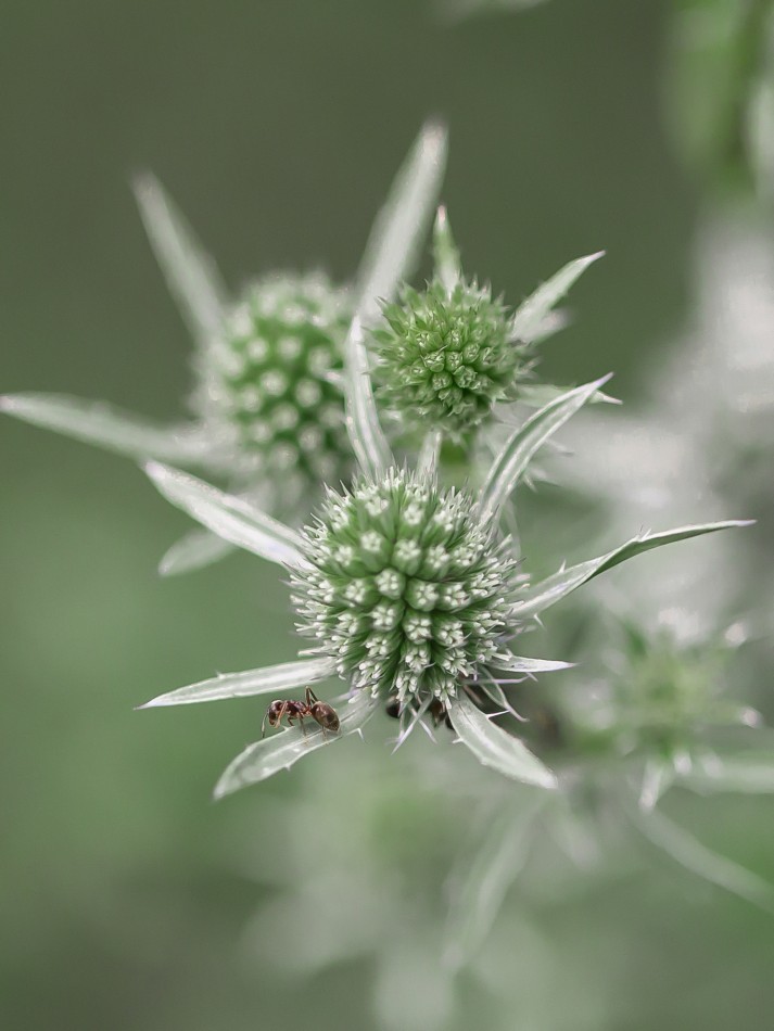 Zielone. . Zdjęcie 338365