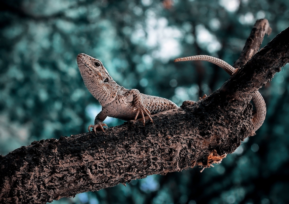 amigamedia - JaSzczurka. Jaszczurka zwinka (Lacerta agilis). Zdjęcie 174877