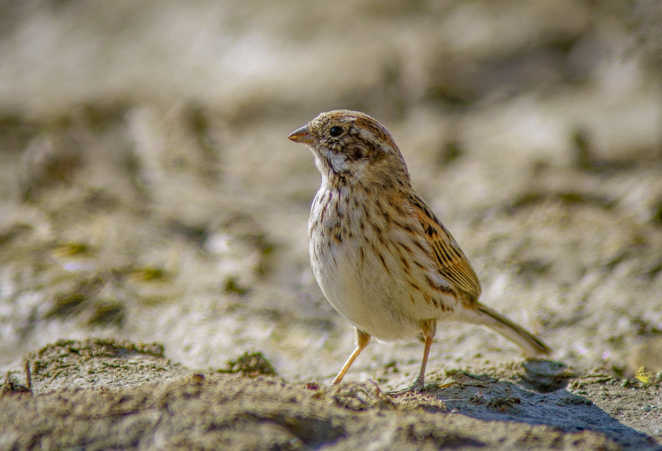 amigamedia - Potrzeszcz. Potrzeszcz (Emberiza calandra) . Zdjęcie 286614