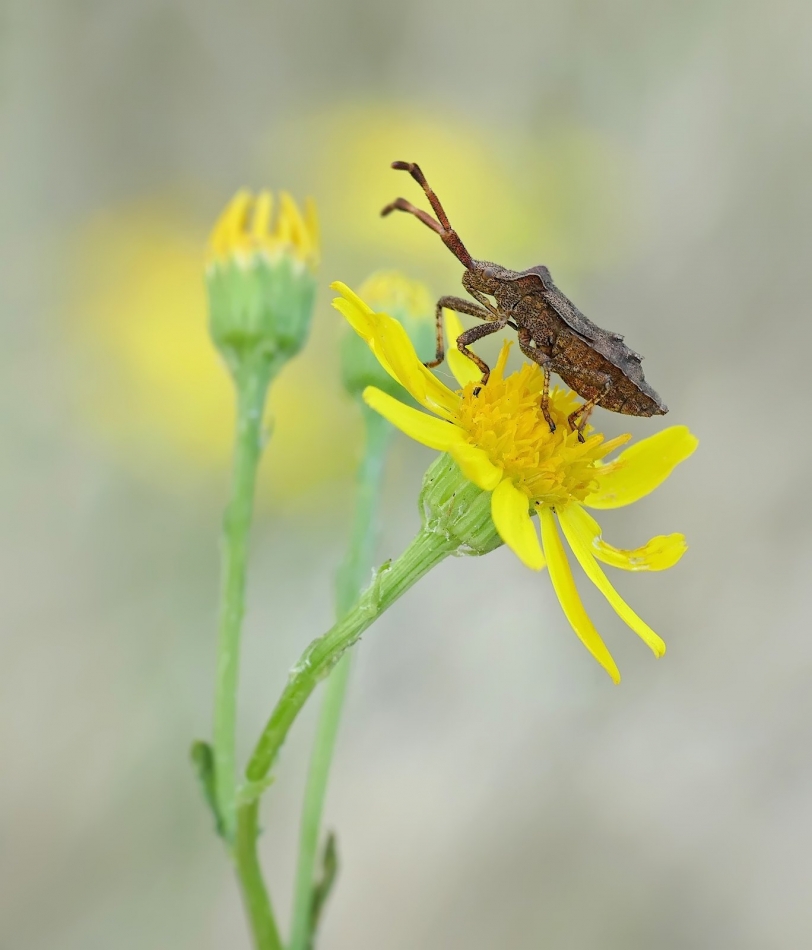 keni - Wtyk straszyk (Coreus marginatus). . Zdjęcie 322631
