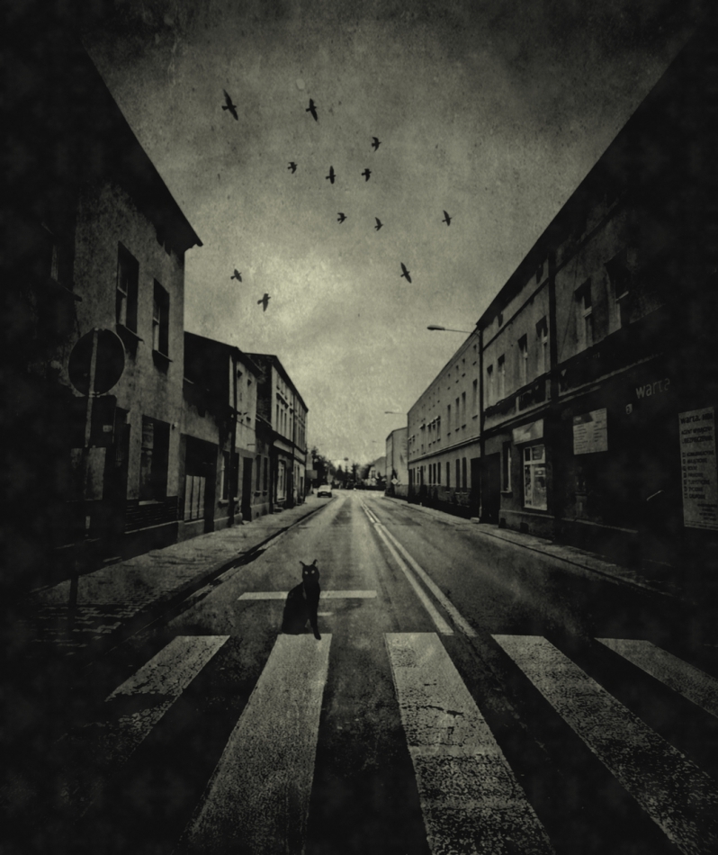 A Street Cats Tale.... WESOŁYCH ŚWIĄT PEŁNYCH KAWOWO KOCICH SMAKU - UŚMIECHÓW ;-))). Zdjęcie 313668