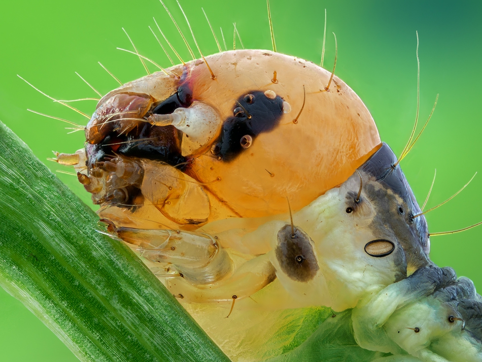 irass - Sawfly larva.. Olympus OM-D E-M1 Mark II + Laowa 25mm f/2.8 2.5-5X Ultra Macro. Zdjęcie 301382