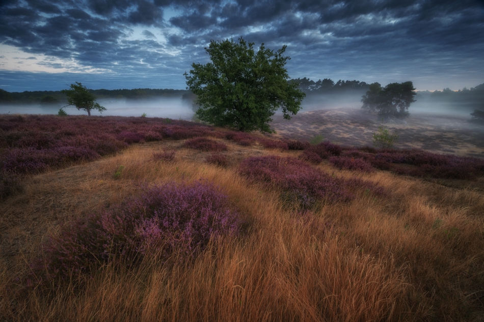 adampa - WHISPERS OF HEATHER. . Zdjęcie 335275