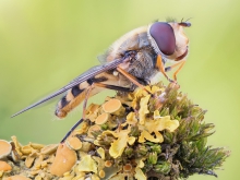 Syrphus