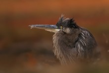 czapla