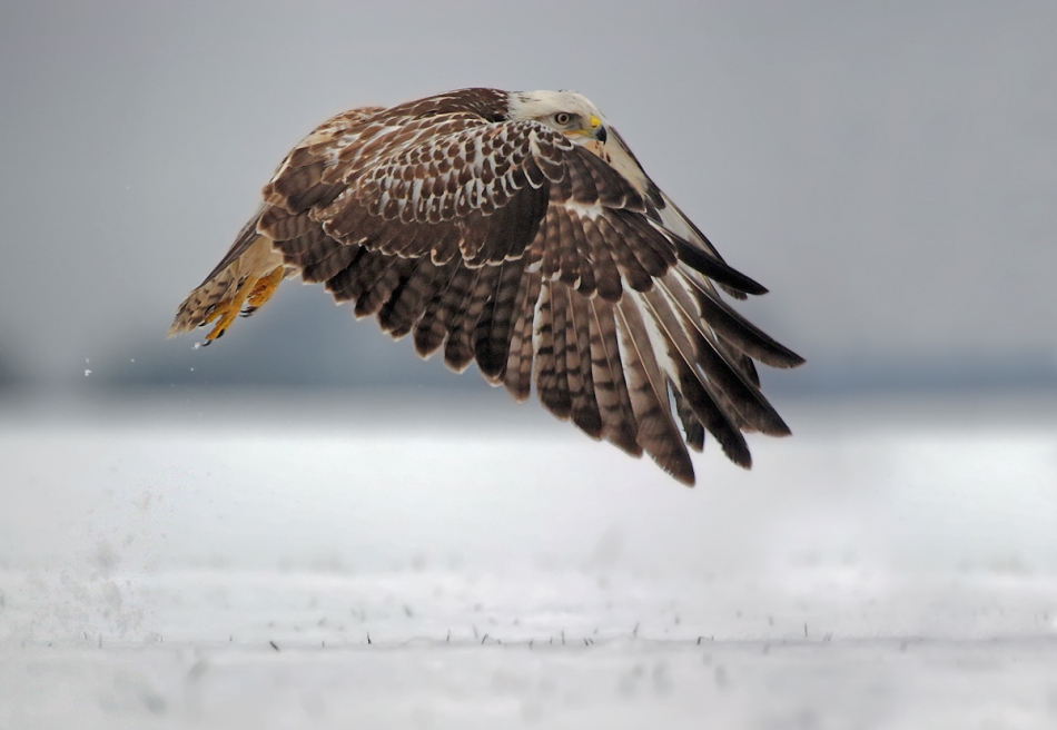 przyb - . . Zdjęcie 188159