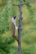 Pod parasolem