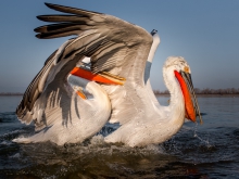 Pelicans are coming