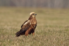 Błotniak stawowy 
