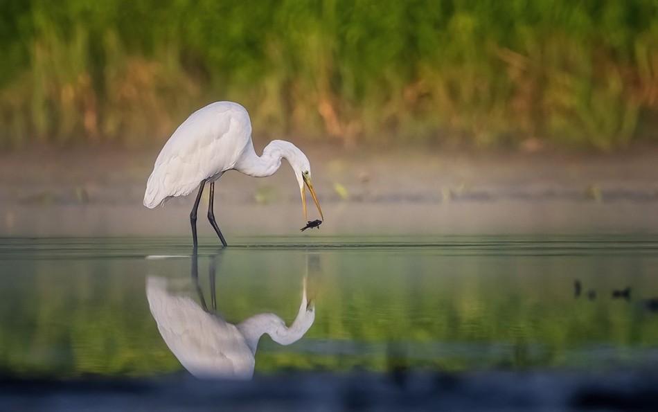 Czapla biała. . Zdjęcie 338146