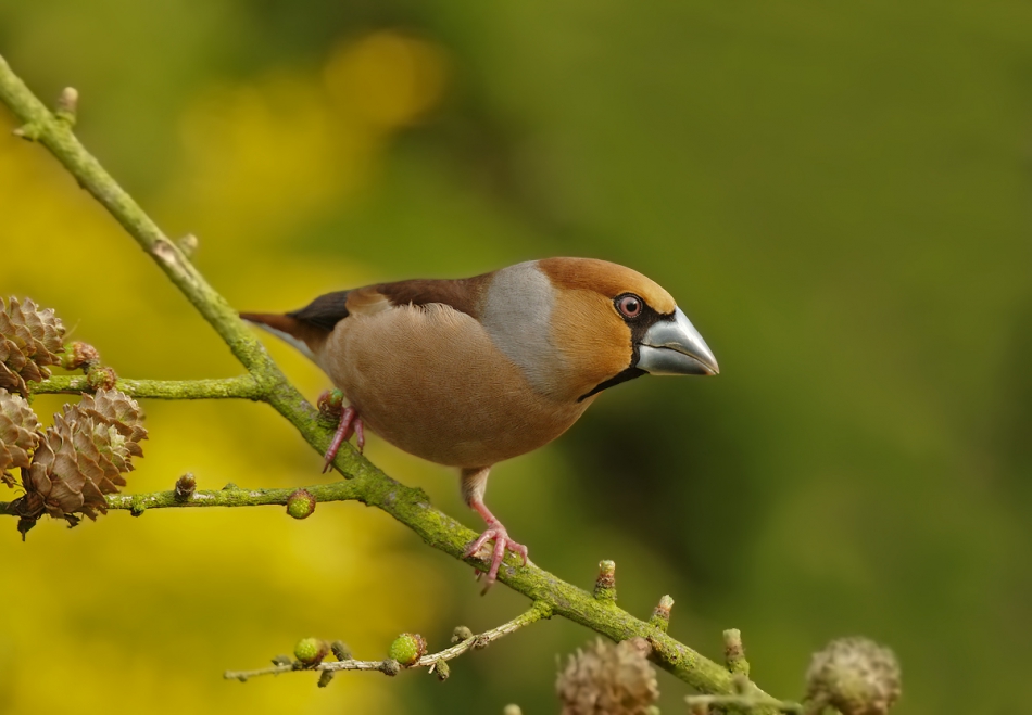 przyb - . . Zdjęcie 194065